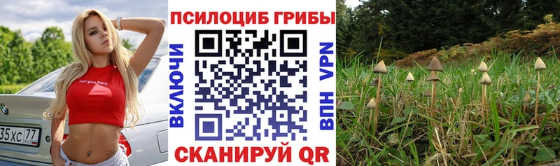 Купить закладки  Сосенский  Псилоцибиновые грибы мицелий 
